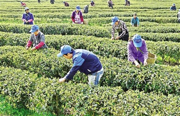分水镇茶园采摘明前茶叶 年产量达50吨