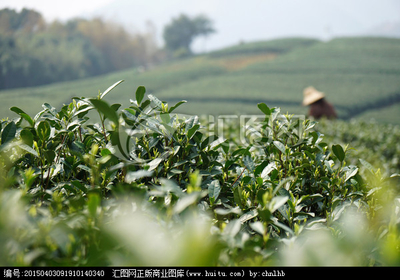 茶叶 茶园,农作物,植物花草,摄影,汇图网www.huitu.com