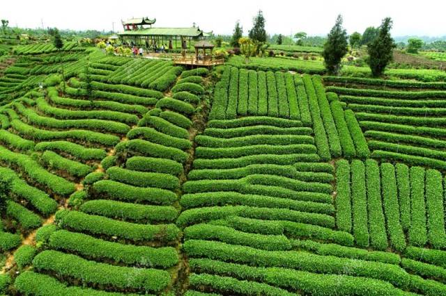 茶旅世界 | 雅安牛碾坪万亩茶园