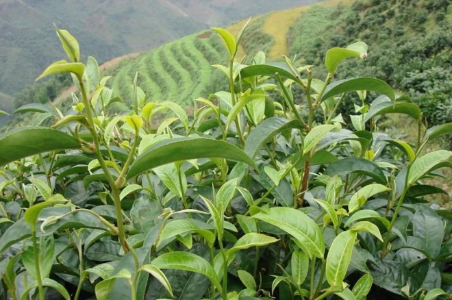 普洱茶三大茶区之临沧茶区